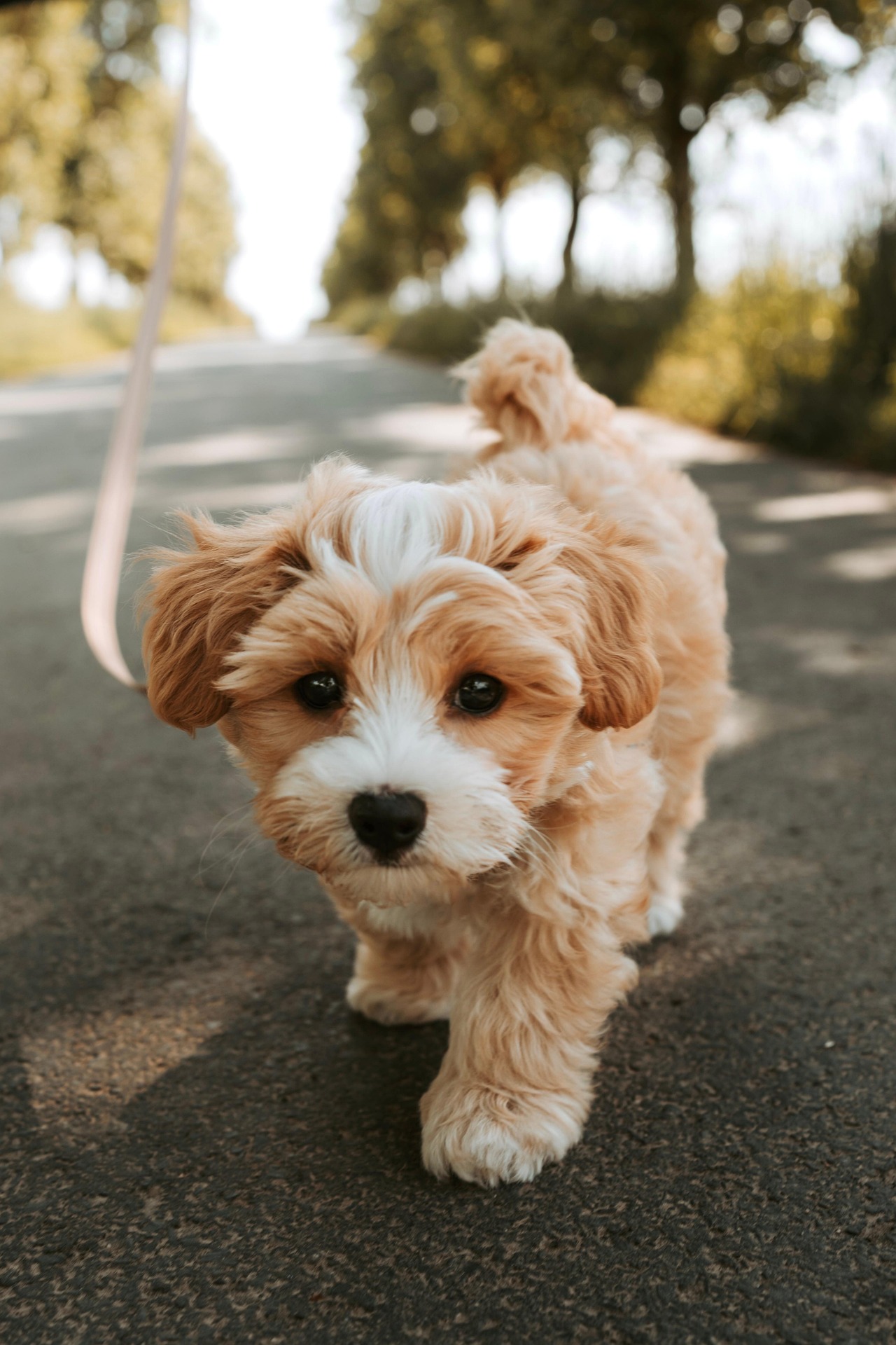 Pet accessories